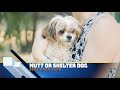 top 7 underrated dog breeds what are the least popular dogs 101