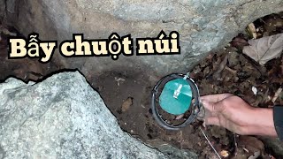 #1 Leo Núi Bẫy chuột - tìm lối mòn để đặt bẫy