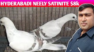 HYDERABADI NEELY SATINITE PATHA PAIR 8K🤑 / Naseer Bhai k Hyderabadi satinite kabootar for sale