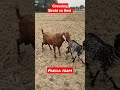 crossing sirohi vs desi desibride bengali farming goated parida goatfam farm goat goatfamla