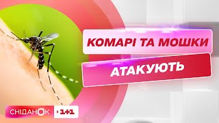 Як захиститися від укусів комах — Поради педіатра Анастасії Шелевицької