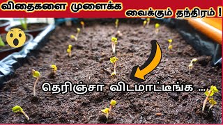 Tricks to germinate all the seeds sown faster| Better Results in every single time 