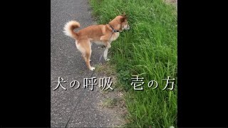 犬の呼吸壱ノ型