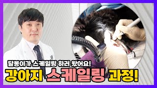 우리 강아지 스케일링 과정! 치과 치료로 더 건강하개 :) 달봉아 건강하자~