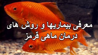 Goldfish illnesses & Treatments - معرفی تمام بیماری های ماهی های قرمز و درمان آنها