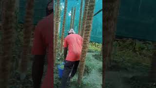 on-going betel vine cultivation at Village Dakshinsingra