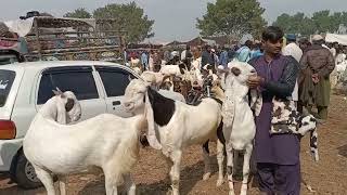 Bakra Mandi updates