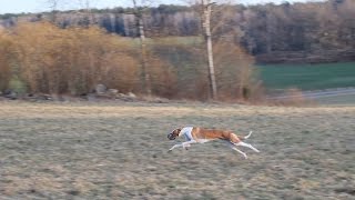 Isa the Podenco practicing lure coursing