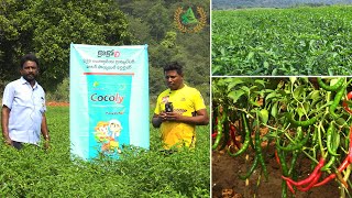 Chilli Cultivation with Pratibha Biotech Living Fertilizer | Annapurna agri space | Prathibha biotech