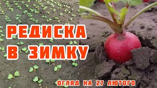 Редиска ДОНАР f1. syngenta Вирощування в зимку.