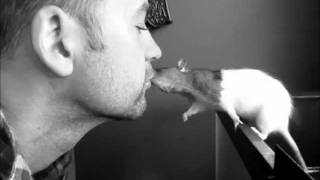 My Pet Rat Kisses Me And Bites My Lip...