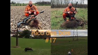 rencontre avec les sangliers en battue wild boar drivenhunt Carbon fever blaser r8  zeiss v8  #17