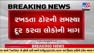 Bullfight on the busy road leaves commuters scared in Rajula |Amreli | TV9GujaratiNews