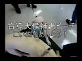 盲導犬候補犬ピーチ（１歳）子犬とたわむれる【パピーウォーカー】