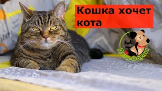 Кошка хочет кота, что делать? 4 способа решения