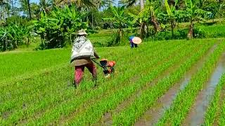 PENGGUNAAN MESIN PENYIANG GULMA PADI MATUN GARUK OSROK OKROK \