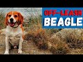 Should you let your beagle off-leash?