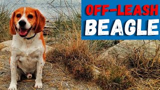 Should you let your beagle off-leash?