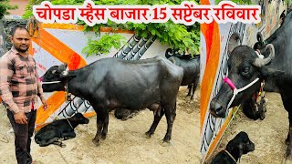 चोपडा म्हैस बाजार 🛑 15 सप्टेंबर रविवार | दुधाची गॅरंटीच्या म्हशी भेटतील चोपडा बाजारात 😍