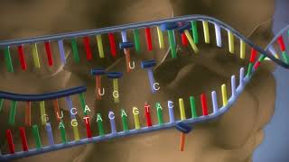 SINTESIS PROTEIN - 3D - BIOLOGI - 12 SMA