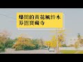 20200302彰化縣芬園鄉，空拍盛開的黃黃風鈴木