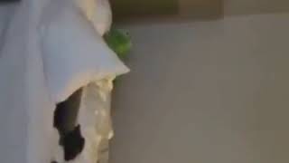 Kermit sleeping meme
