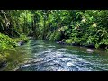 River Ambiance for Study & Meditation | Relaxing Forest River Sounds for Focus & Calm