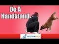Dog Tricks: Teach Your Dog To Do A Handstand Dog Tricks: Teach Your Dog To Do A Handstand