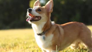 犬のしつけ教室パピークラスの生徒さん募集！・船橋さきがおか動物病院動画ブログ