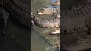 shorts video crocodile