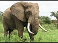 elephant sound effects 360p