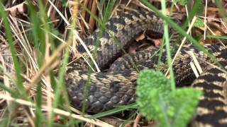 Adders of Northumberland