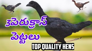 3 పెరుక్రాస్ పెట్టలు #7416860377 #khrfarms #perucross pettalu