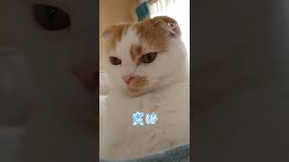 いつもと違うところ気づいた？#ねこ好き #ねこ動画 #ねこねこ #猫のいる暮らし ＃猫#ねこ