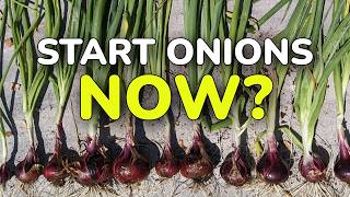 The Winter Secret to Huge Onion Harvests