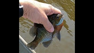 Blue Gill and Red Ear on Little Dixie Lake