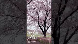 【埼玉県狭山市】#入間基地　そばの　#南入曽公園　の　#桜