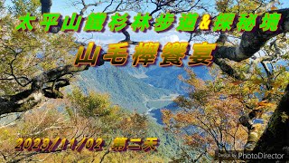 太平山山毛櫸&鐵杉林步道20231102