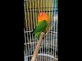 Masteran LOVEBIRD Harian