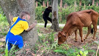 Cutis Farmer Harvest Grass And Rescues Cows From The Thief! Best Moments Funny