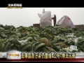 雲林新聞網 大埤酸菜醃製桶量增