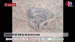 મેઘરાજના મોટી મોરી ગામેથી એક સાથે ત્રણ અજગર ઝડપાયા   #MEGHRAJNEWS