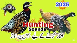 Black Francolin Hunting sounds | kala teetar shikar ki awaz | kala teetar ki awaz