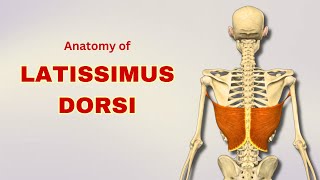 Latissimus Dorsi Muscle Anatomy | Extrinsic Back Muscle | Doctor Speaks