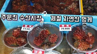 주문진수산시장 봄 제철 자연산 멍게 만원어치 회뜨기 / korean fish market raw sea squirt sashimi