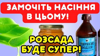 Замочіть насіння У ЦЬОМУ! Розсада буде здоровою і врожайною