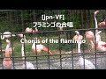 jpn vf フラミンゴの合唱 chorus of the flamingo