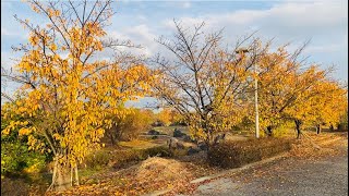 【紅葉】蜂須賀桜 二ツ寺親水公園2024年12月上旬