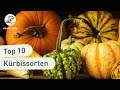 Die besten Kürbissorten für den Garten