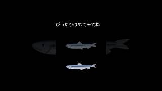 何て名前の魚でしょうか？（でかいサメ）答えは説明に書いてあるよ